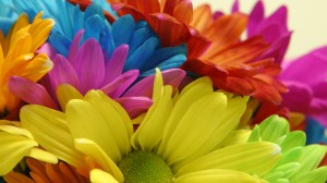 Colorful-Daisy-Flowers-Send-It-To-Your-Friends