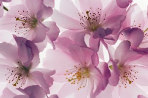 lavender-flower
