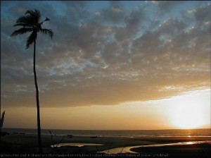 beaches- mandrem_sunset_tree