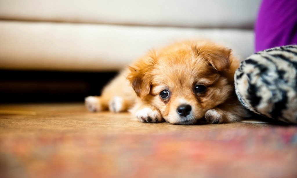 Puppy Photography 1080p Wallpapers 1