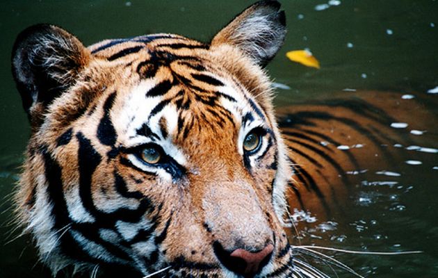 How Indian Wildlife Is Much More Fascinating Than You Could Imagine