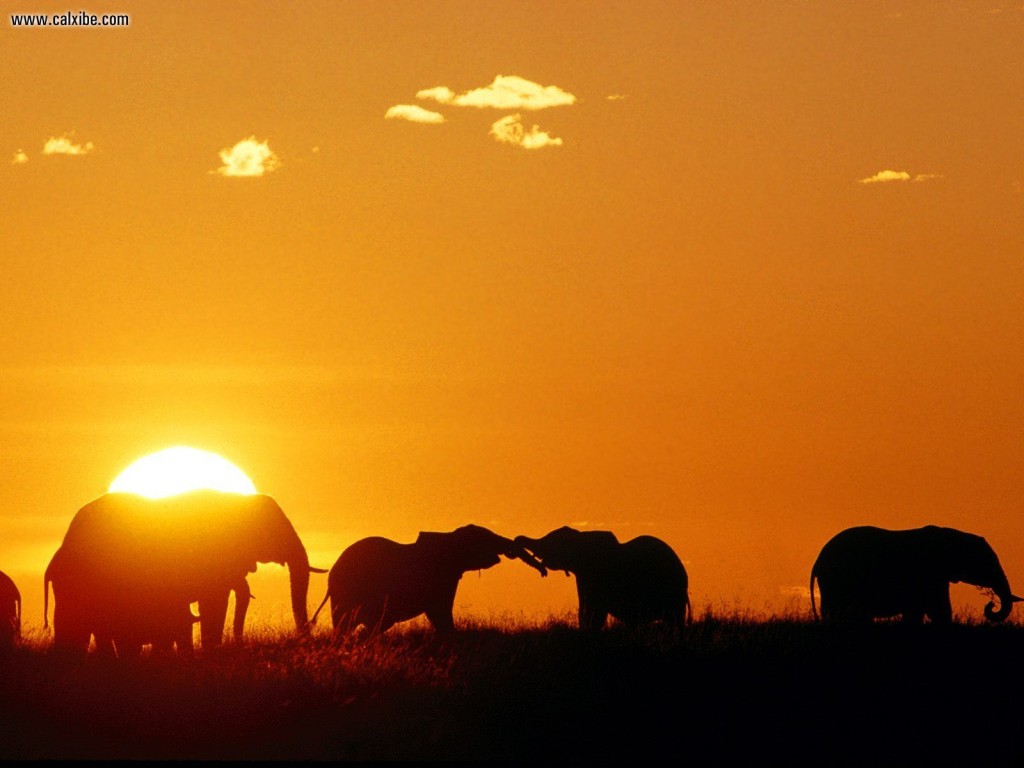 African_Elephants_Masaai_Mara_Kenya_Africa