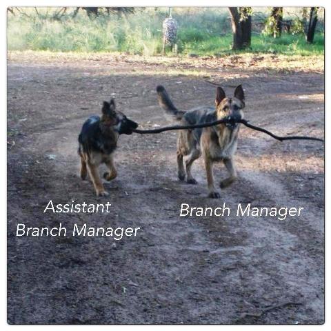 Assistant-branch-manager