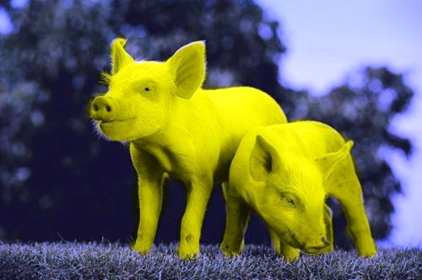 It's Yellow Pig Day