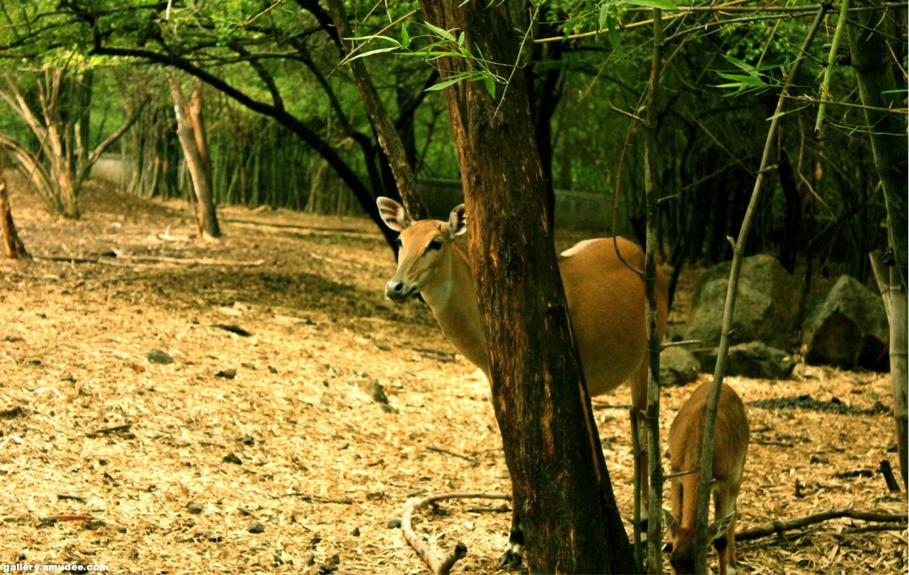 Rajiv Gandhi Zoological Park