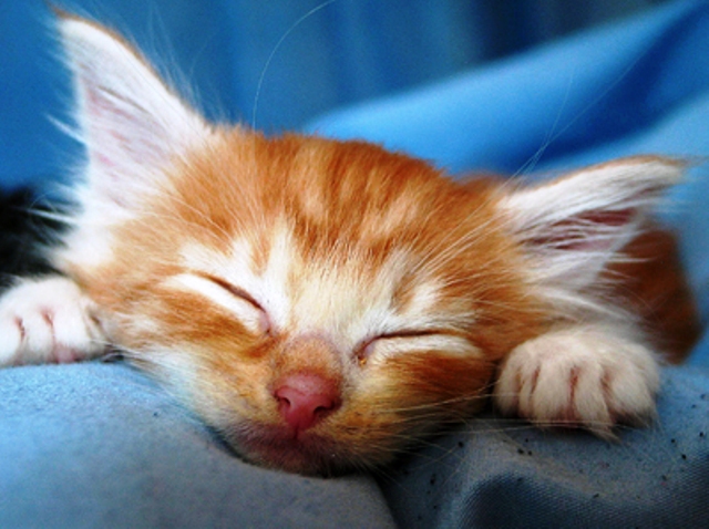 sleepy-head-kitten-2