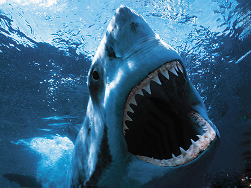 7 Things Sharks Do Better Than Everyone Else!