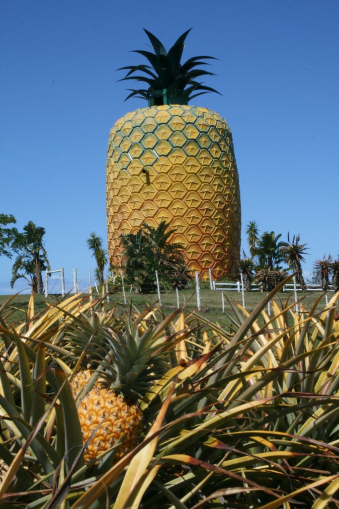 Eastern_Cape-Big_Pineapple-001