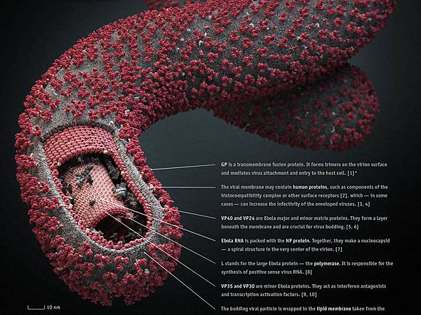 6 things you must know about the Ebola virus (IMPORTANT!!)