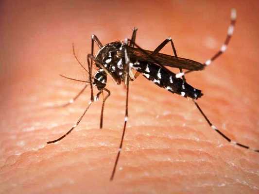 world mosquito day10