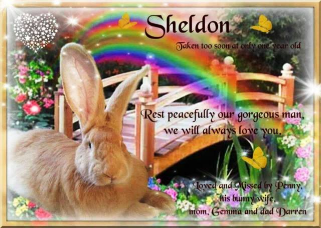 National Pet Memorial Day 03