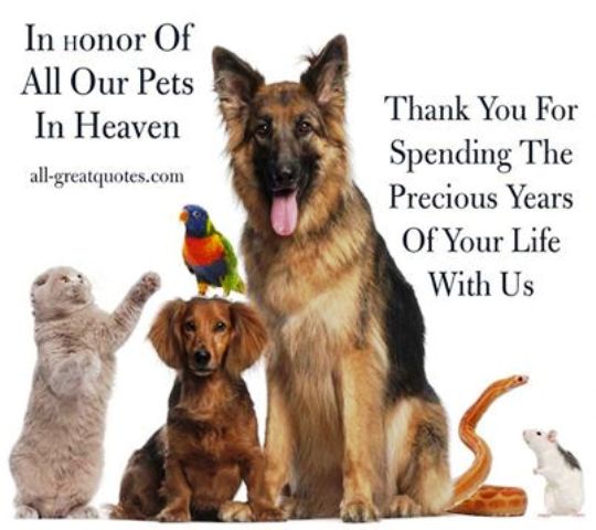 National Pet Memorial Day 04