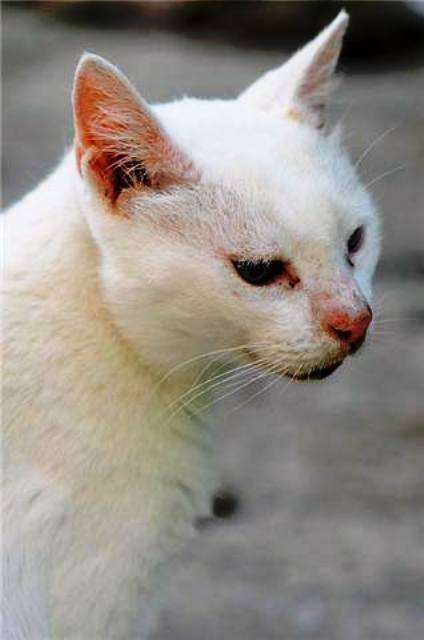 National Pet Memorial Day 05