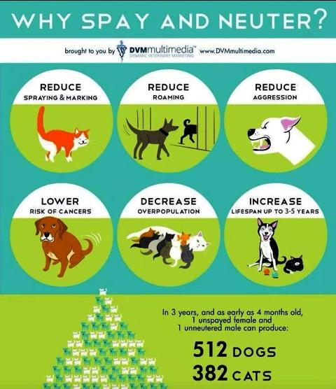 National Pet Memorial Day 07