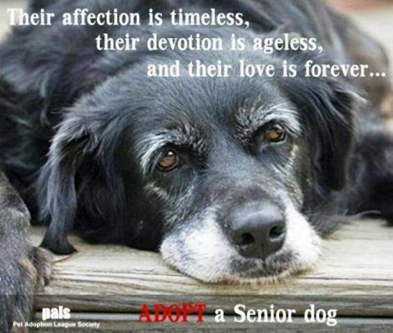 National Pet Memorial Day 14