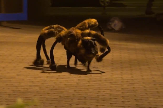 Scary Mutant Giant Spider Dog Prank