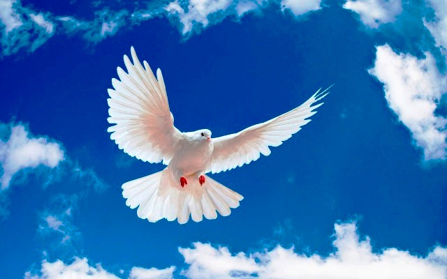 World Peace Day 19