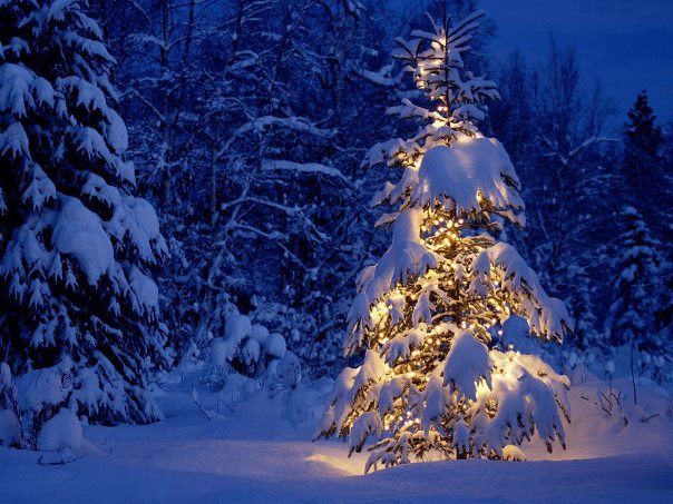 Beautiful-Christmas-Tree-Pictures2 (604x453)