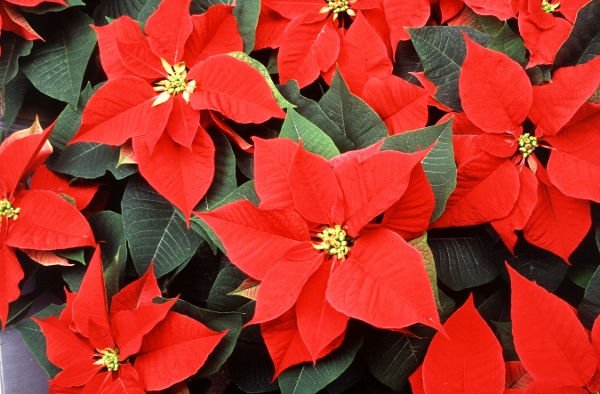 Poinsettia Day (10)