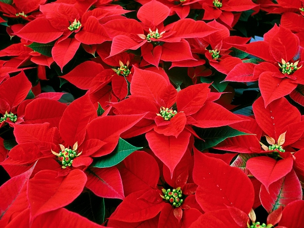 Poinsettia Day (11)