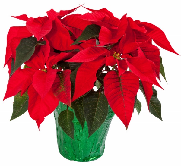 Poinsettia Day (19)