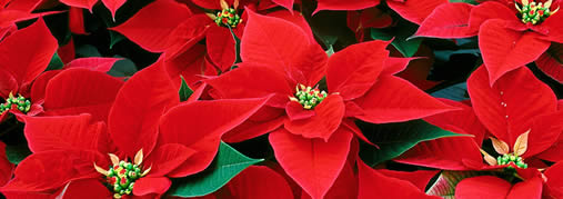 Poinsettia Day (20)