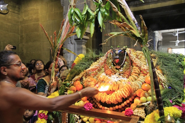 Happy Mattu Pongal Images (13)