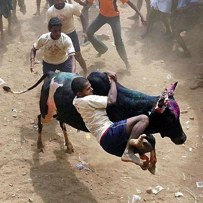 INDIA BULL FESTIVAL