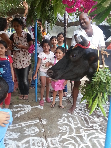 Happy Mattu Pongal Images (3)