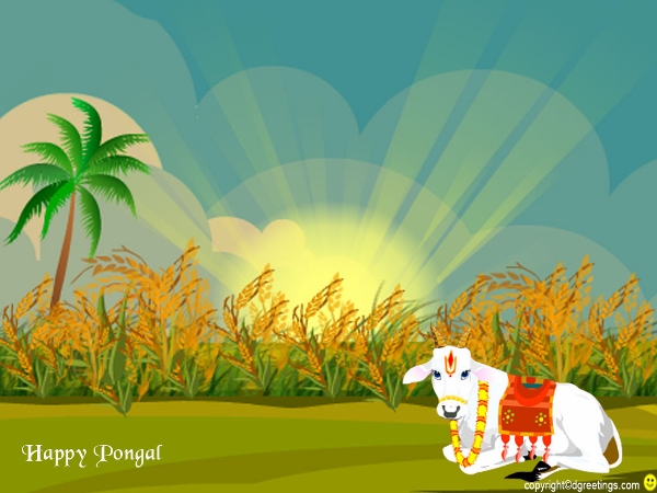 Happy Pongal  (4)
