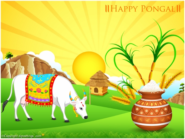 Happy Pongal Wallpapers (20)