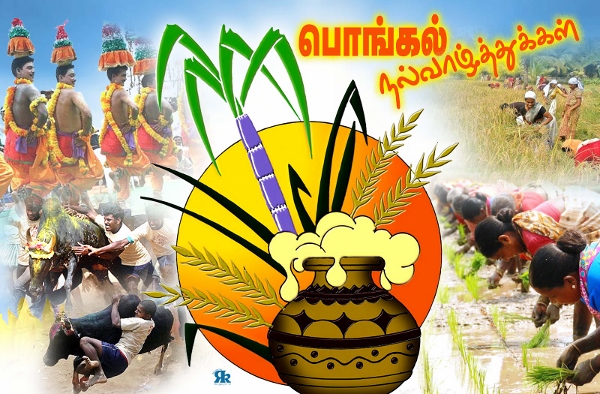 Happy Pongal Wallpapers  (8)