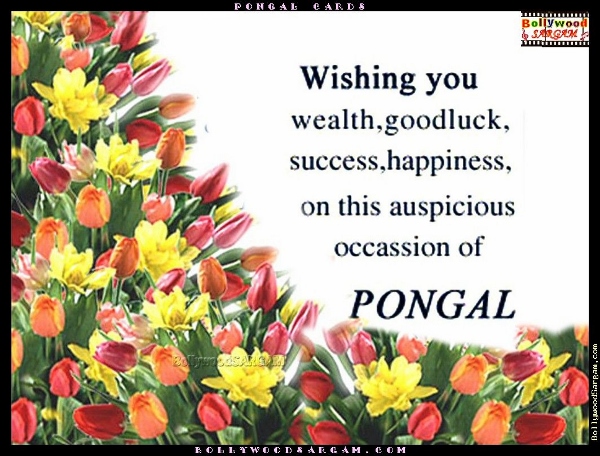 Happy Pongal Wallpapers (9)