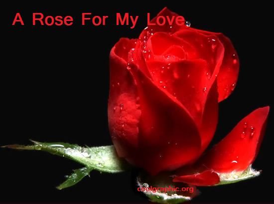 Happy Rose Day 2015 Images (3)