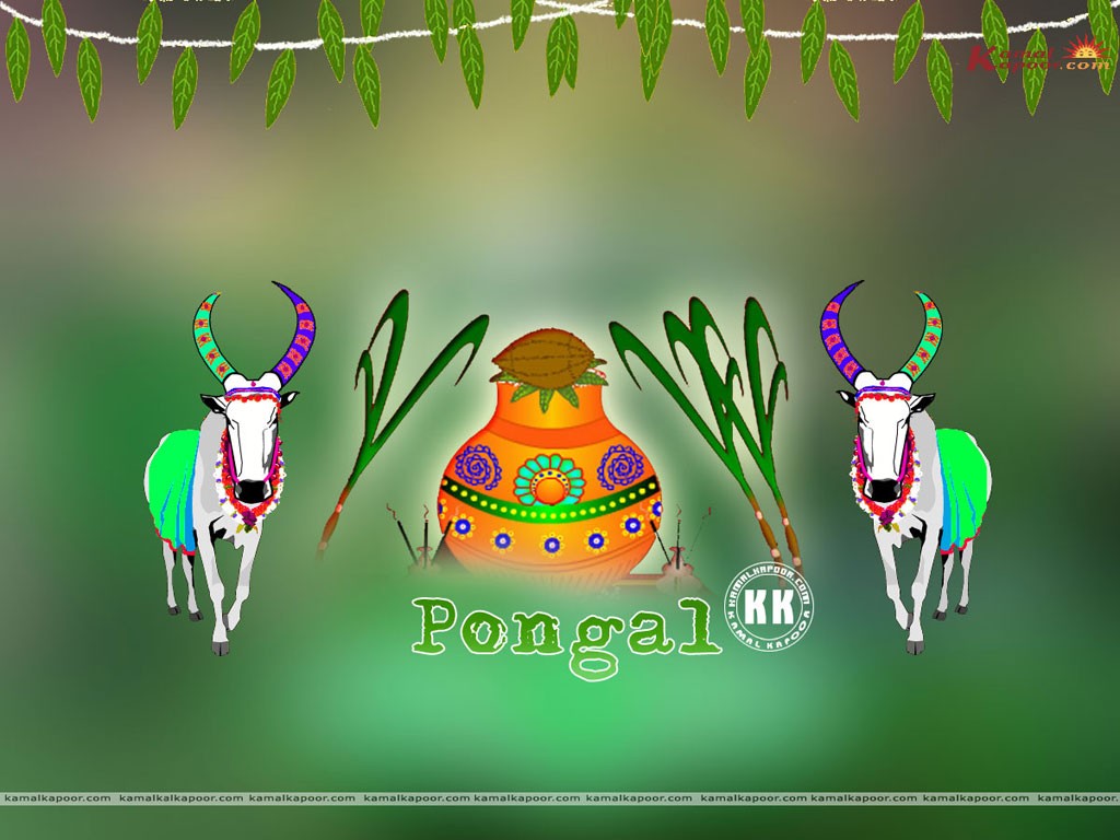 Pongal 7