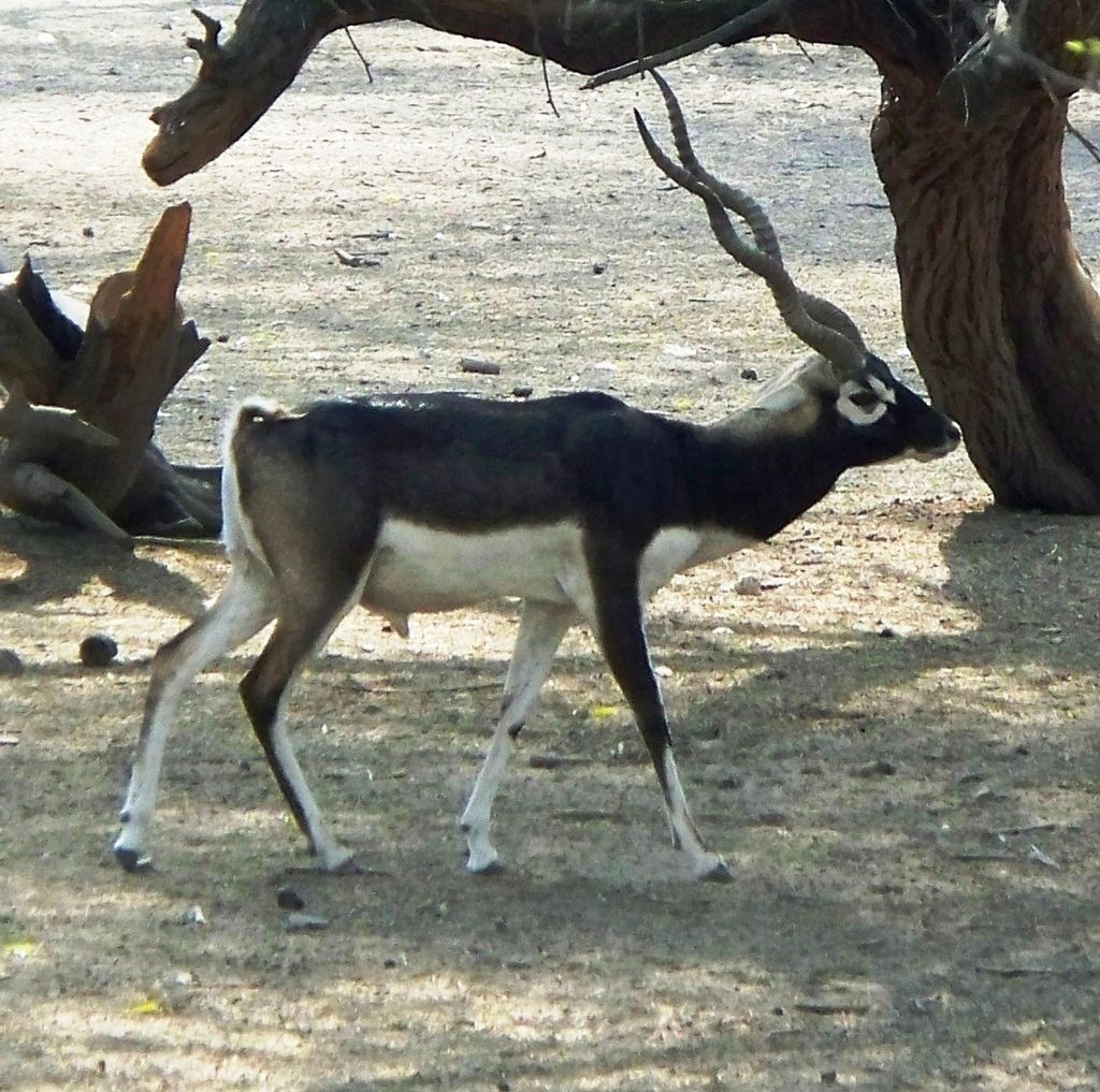 Chinkara-the rare specie