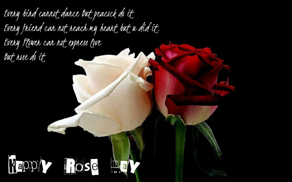 rose day 5