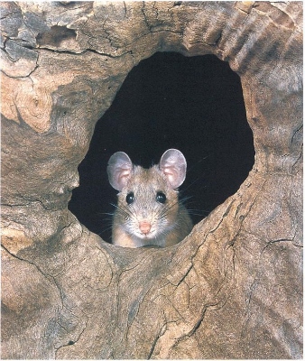 Pack Rat Day Photos (3)