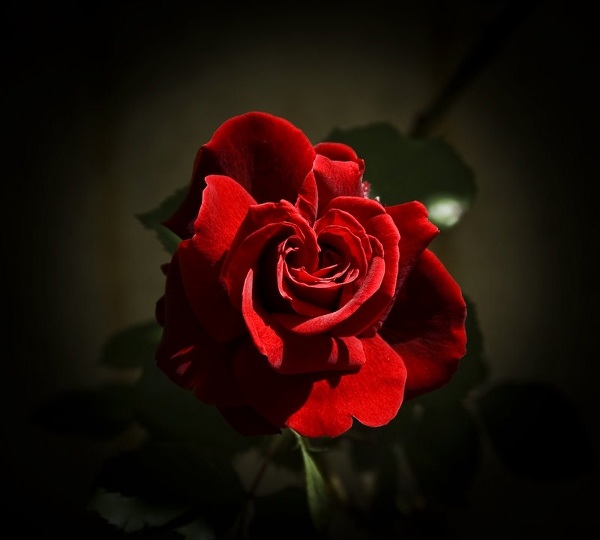 Red Rose Day 2015 Images (2)